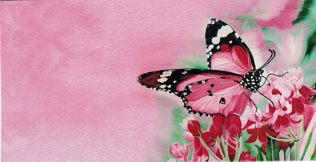 butterfly image